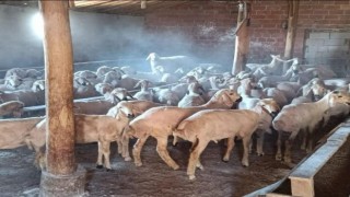 Rahat tavırlı koyun hırsızları kamerada