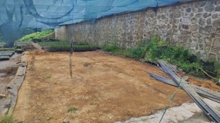 Rize Ziraat Odası çay üreticisine destek için çay tohumu yağı fabrikası kuruyor