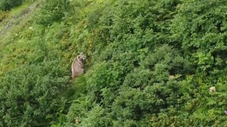 Rizede yaylada koşturan boz ayı dron ile görüntülendi