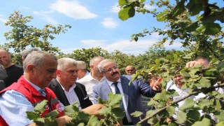 Samsunda fındık hasadı: 114 bin ton rekolte beklentisi