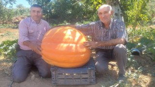 Sarıgölde 70 kilogramlık balkabakları