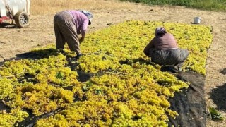 Sarıgölde üzüm kurutma çalışmaları başladı