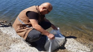 Selendide 20 bin sazan yavrusu göletlere salındı
