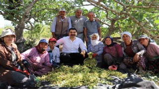 Selendide yeşil altında hasat başladı