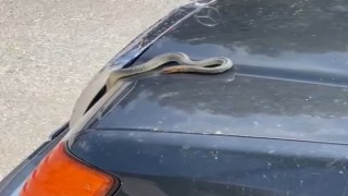 Seyir halindeki otomobilin kaputundan yılan çıktı