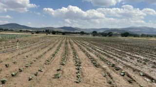 Sinanpaşada brokoli üretimi artıyor