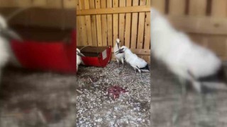 Sinopta leylekler doğaya salındı