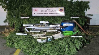 Sinopta uyuşturucu operasyonu: 6,4 kilo esrar ve 521 kök kenevir ele geçirildi
