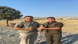 Şırnakta Kaya Sıvacı Kuşu ve Gökdoğan tedavi altına alındı