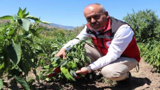 Sivasta salçalık biber ve domates hasadı başladı