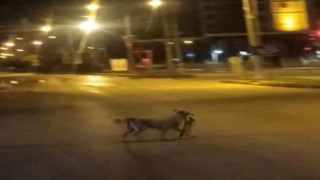 Sokak köpeği parçaladığı kediyi ağzında götürdü