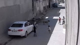 Sokak köpeğinin çocuklara saldırısı kameraya yansıdı