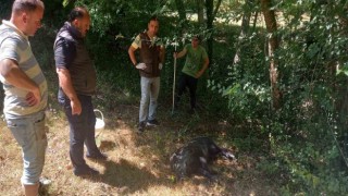 Su kuyusuna düşen yavru yaban domuzu DKMP ekiplerince kurtarıldı