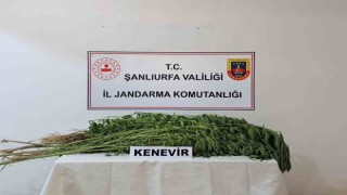 Suruçta 169 kök kenevir bitkisi ele geçirildi