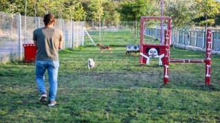 Talasta hayvanlara özel patiyol