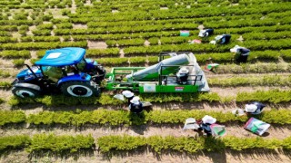 Tarımda yenilik: Yerli üretim makineyle biberiye hasadı