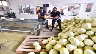 Tarlada kalan 300 ton kavun vatandaşa dağıtıldı