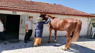 Tavşanlıda atlarda sağlık taraması ve çip uygulaması