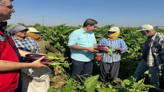 Tescilli Birecik patlıcanında hasat başladı