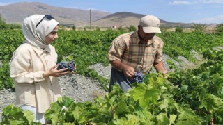 Tescilli Cimin üzümünde hasat zamanı