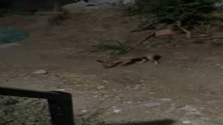 Tilki ve bahçe sahibi arasındaki sohbet gülümsetti :”Kümesten uzak dur, arkadaşlığımız bozulmasın!”