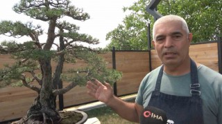 Toprak Dedenin bonsai koleksiyonu müzede yaşatılıyor
