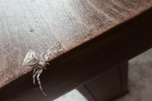  Toprakkale ’de İnsan Yüzlü Örümcek Görüldü