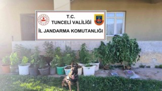 Tuncelide uyuşturucu operasyonu: 2 tutuklama