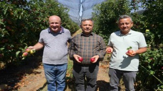 Türkiyenin önemli elma üretim merkezlerinden Niğdede hasat devam ediyor