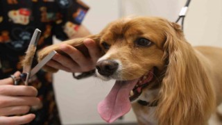 Tüy ve tırnak bakımında bölgenin en şirin merkezi: Bu kuaförde sadece köpekler tıraş oluyor