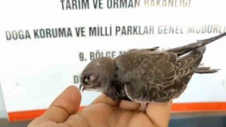 Uçma egzersizlerini yapıyor