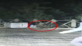 Uludağda aç kalan ayının saldırısından son anda kurtuldular