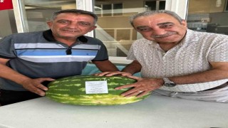 Ürettiği karpuz tarlada kalınca düğün davetiyesi olarak kullandı