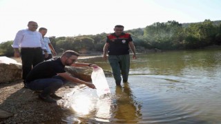 Uşaka 368 bin adet yavru sazan balığı bırakıldı