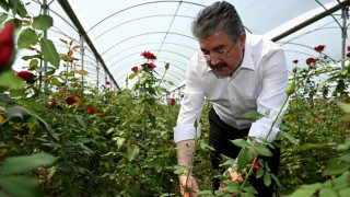 Vali Yılmaz, Gül Hasadına Katıldı