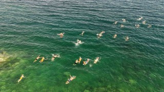 Van Gölünde en uzun mesafeli yüzme maratonu düzenlendi