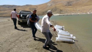 Vanda 400 bin yavru sazan göllere bırakıldı