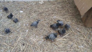 Vanda yıkılan metruk yapıda bulunan ve koruma altına alınan 20 yavru güvercin şırınga ile besleniyor