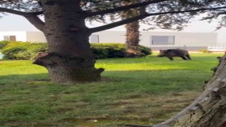 Villaya kaçak giren domuz havuza böyle düştü