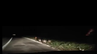 Yalovada domuzlar kara yoluna indi