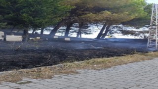 Yalovada mezarlık yangını