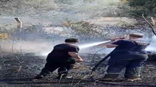 Yalovada zeytinlik alanda yangın