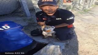 Yavru köpek 4 metrelik çukurdan çıkarıldı
