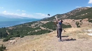 Yavru Kukumav, Üveyik ve Tepeli Guguk kuşları tedavi edilerek doğaya salındı