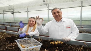 Yerli patates çeşitleri sofralara geliyor