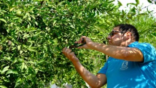 Yeşil Bodrum Mandalini raflarda yerini aldı