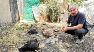 Yüksekovada başıboş köpekler kümese girerek çok sayıda tavuğu telef etti