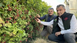 Yüksekovada böğürtlen bereketi