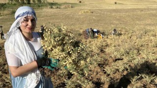 Yüksekovada kadınlar elleriyle nohut hasadı yaptı