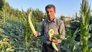 Yüksekovada örnek çiftçi: Adan Zye tüm ürünlere hayat verdi
